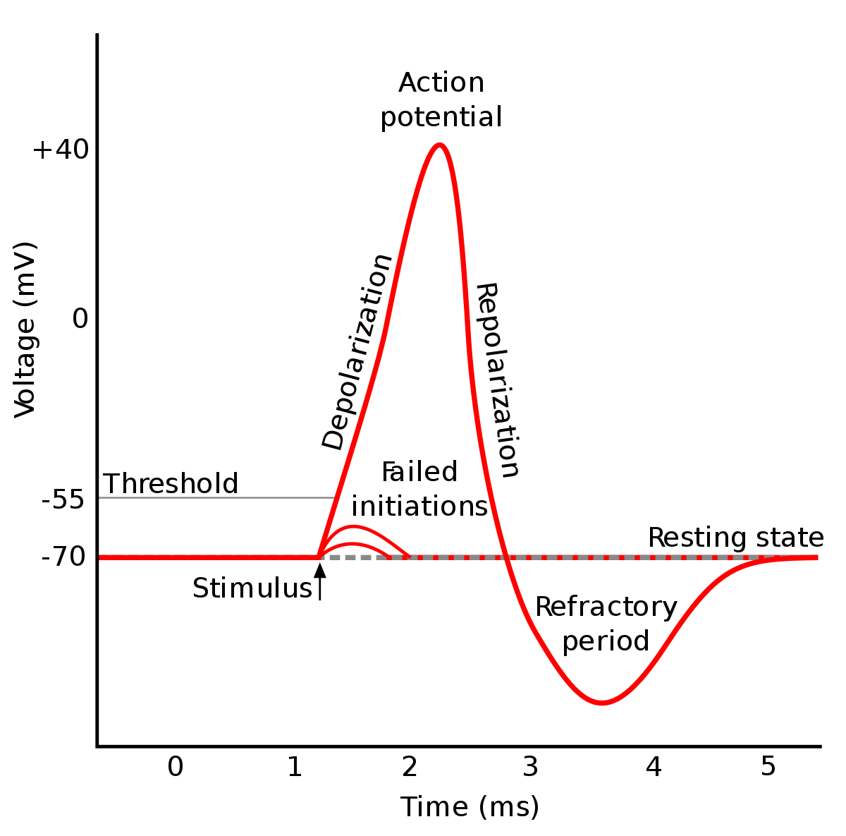 Action Potential