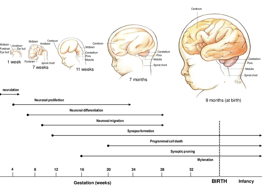 Action Potential