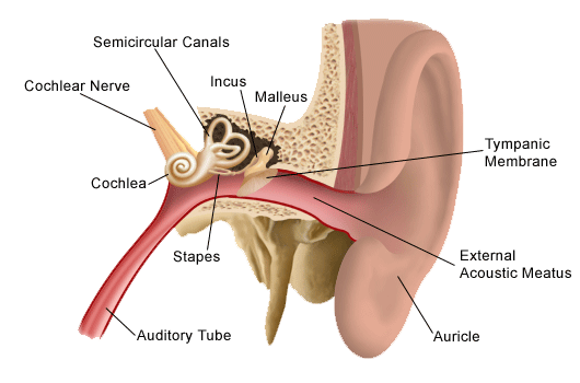Action Potential